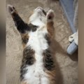 万歳したまま『仰向けで寝ていた猫』→顔を覗いてみたら…衝撃的な光景に「…