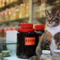 薬局の「看板猫」が行方不明に！　翌朝になって無事発見される→警察が宿泊…