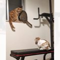 仲良しな猫が届かない場所に上っていったら、うさぎは…あまりにも愛おしす…