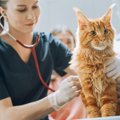 猫が『苦しそうに呼吸』をしているときに疑われる原因4つ　異常のサインや…