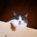 猫が飼い主に『寄ってこなくなる』原因５つ