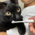 猫にとって逆効果になる『誤ったハミガキの方法』5つ　悪影響のリスクや適…