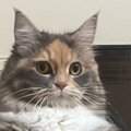 テレビ台の前にいた猫…日付が変わった瞬間に見せた『予想外すぎる行動』に…