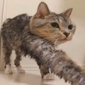 お風呂上がり！猫ちゃん達の最後の仕上げ