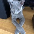 猫が前足をクロスさせているときの４つの心理