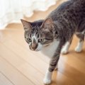 猫が最近『後をついて来る』…考えられる５つの要因