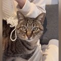 寒い冬、ママが手作りした『ニット帽』をかぶせてもらった猫→『気に入った…