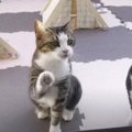 一緒にキャンプ体験する？愛猫ちゃんたちと楽しむベランピング♡