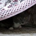 『ストレスを抱えた猫』に起こりうる異変5つ　見逃せないサインから対…