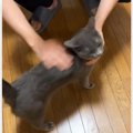 ナデナデがうれしすぎた猫→突然移動し始めたかと思ったら…まさかの『最終…