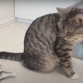 ダンシングフィッシュの扱いに困る猫ちゃん