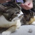 猫ちゃんの背中で新型ファーミネーターを試してみたら…