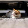 猫にとって『隠れやすい場所』3選　いない…と思ったら探すべき、屋内・屋…