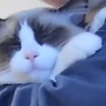 『抱っこされている猫』の表情を見てみると…『幸せ溢れる光景』に癒さ…