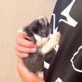生後４週間の赤ちゃんネコ→抱っこからおろそうとしたら…思わず笑ってしま…