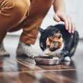 猫が短命になる『ご飯の与え方』3つ　理由と注意するべきポイントとは