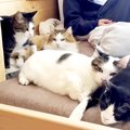 息子さんがベッドにいると、５匹のネコが集まって…想像以上に『愛され…
