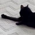 前足を動かしながらカーペットの上を移動する黒猫…『謎の動き』が可愛すぎ…