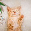 猫に『サプリメント』は必要？主な種類と効果・与えるタイミング・注…