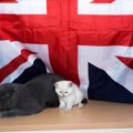 【世界にゃん事情】イギリス　ロンドンで暮らす猫たち