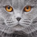 猫が目を合わせない3つの理由