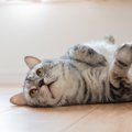 猫が『たまらなく嬉しい』と感じているときのサイン5つ　喜んでくれる理由…