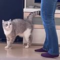 『ママさん行かないで…！』お出かけを阻止したい甘えん坊猫くん