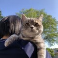 猫が楽しいとどんな仕草をする？9つの行動