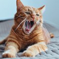 猫がなつかない人の4つの共通点