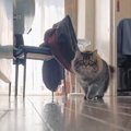 『足音を鳴らさずに近づいてくる猫』全てを台無しにしてしまう直後の…