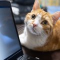 猫にとって飼い主の『在宅勤務』はストレス！？4つの理由と対策とは