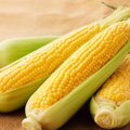 猫には絶対に与えてはいけない『夏の危険な野菜』3選とその理由　誤食…
