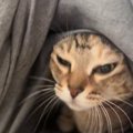 飼い主さんが布団をめくると、猫がでてきて…幸せあふれる『日常のワン…