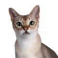 シンガプーラの目の色は何色？ヘーゼル・グリーン・イエローや子猫の変化…