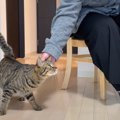 保護猫が『1年ぶりに再会した母親』を思い出した瞬間…その後の様子に&…