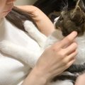 『大きな雷の音にビビった猫』→ママのそばへと行くと……まさかの姿が可…