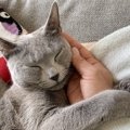 猫が『好きな人だけ』にする態度5つ♡ツンデレの「デレ」部分をご紹介！