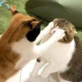 しつこく絡んでくる猫にブチギレた猫が、次の瞬間…思わず吹き出す『ま…