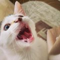 猫が賢くなる遊び方３つ