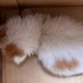衰弱した状態で保護された子猫→いつも先住猫がそばにいてくれて…2年間…