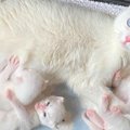 保護されても子猫を守ろうとする母猫…強く結ばれた親子の絆に感動！