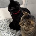 初めて『自動トイレ』を見た2匹の猫が…260万再生突破の『100点満点のリア…