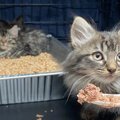 寒空の下で鳴く生後8週間の子猫たち…保護され“家猫”デビューへの一歩…