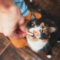 猫はほめると伸びる！『陽性強化法』のススメ　上手くしつけに活用す…