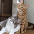 猫が真似しやすい飼い主の『癖＆仕草』5選