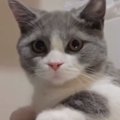 蛇口から出る水が気になる猫→シンクに移動しようとした次の瞬間…予想外の…