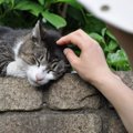 野良猫の食べ物について！そのお食事事情とは