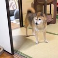 散歩から帰宅した柴犬→猫たちがお出迎えしてくれるかと思ったら…『予…