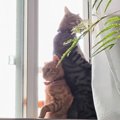 お気に入りの場所を取り合う『兄弟猫』を見ていると…まさかの『素敵すぎる…