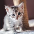 飼い主の疲れが吹っ飛ぶ猫の可愛い仕草10選